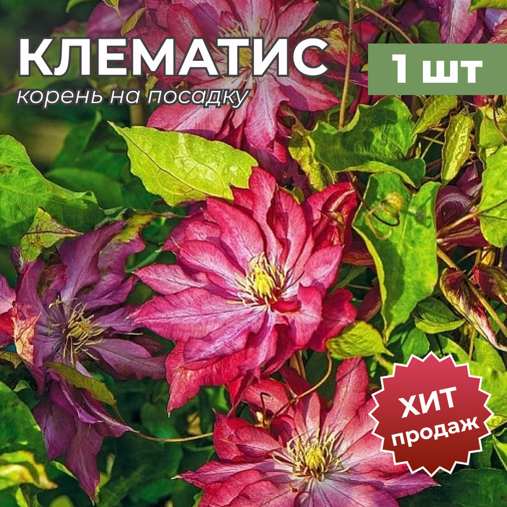 Клематис саженцы, корень/корневище клематиса на посадку 