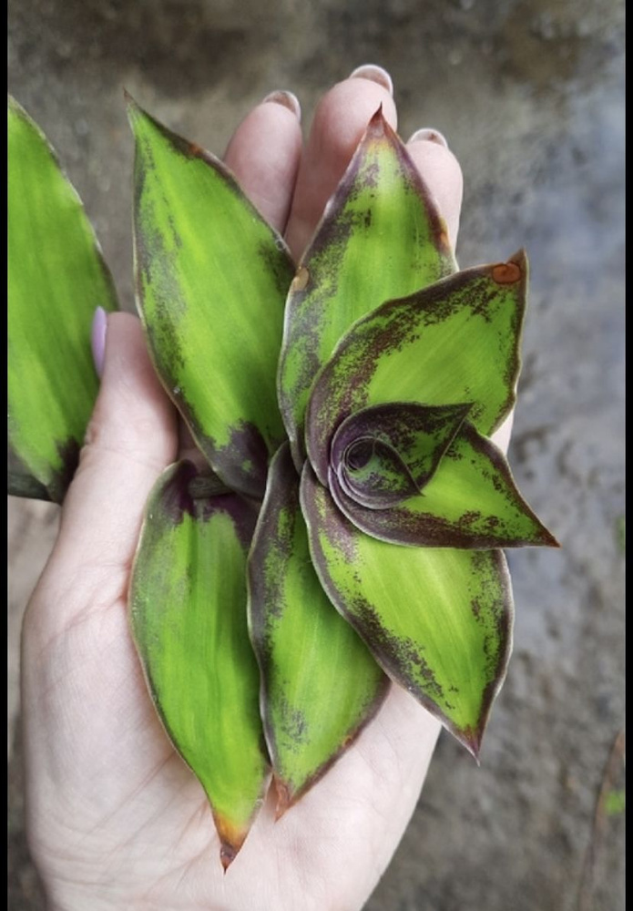 Женка Айрен 2 жеке әуесқойлық порно үздік анал