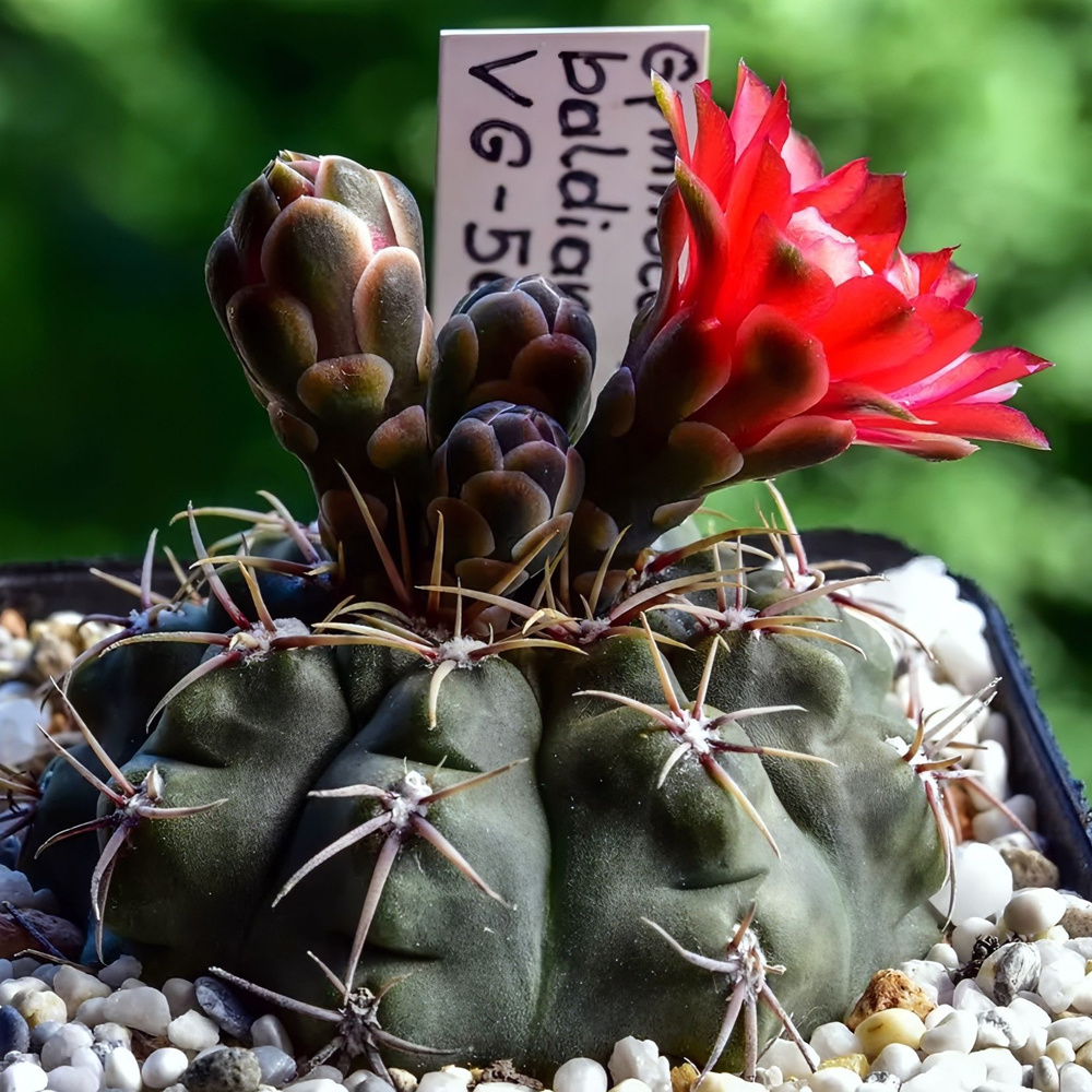 Семена кактуса Гимгокализиум - Gymnocalycium baldianum VG 565 (10 шт.) #1