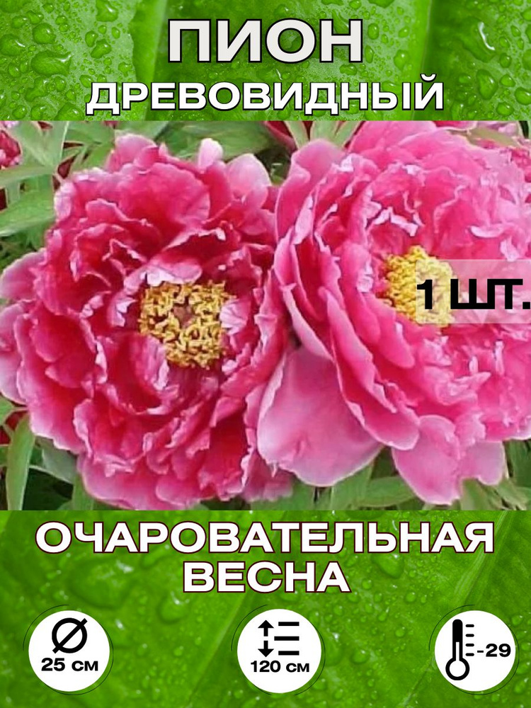 Magic Blooming Garden Семена ,1шт #1