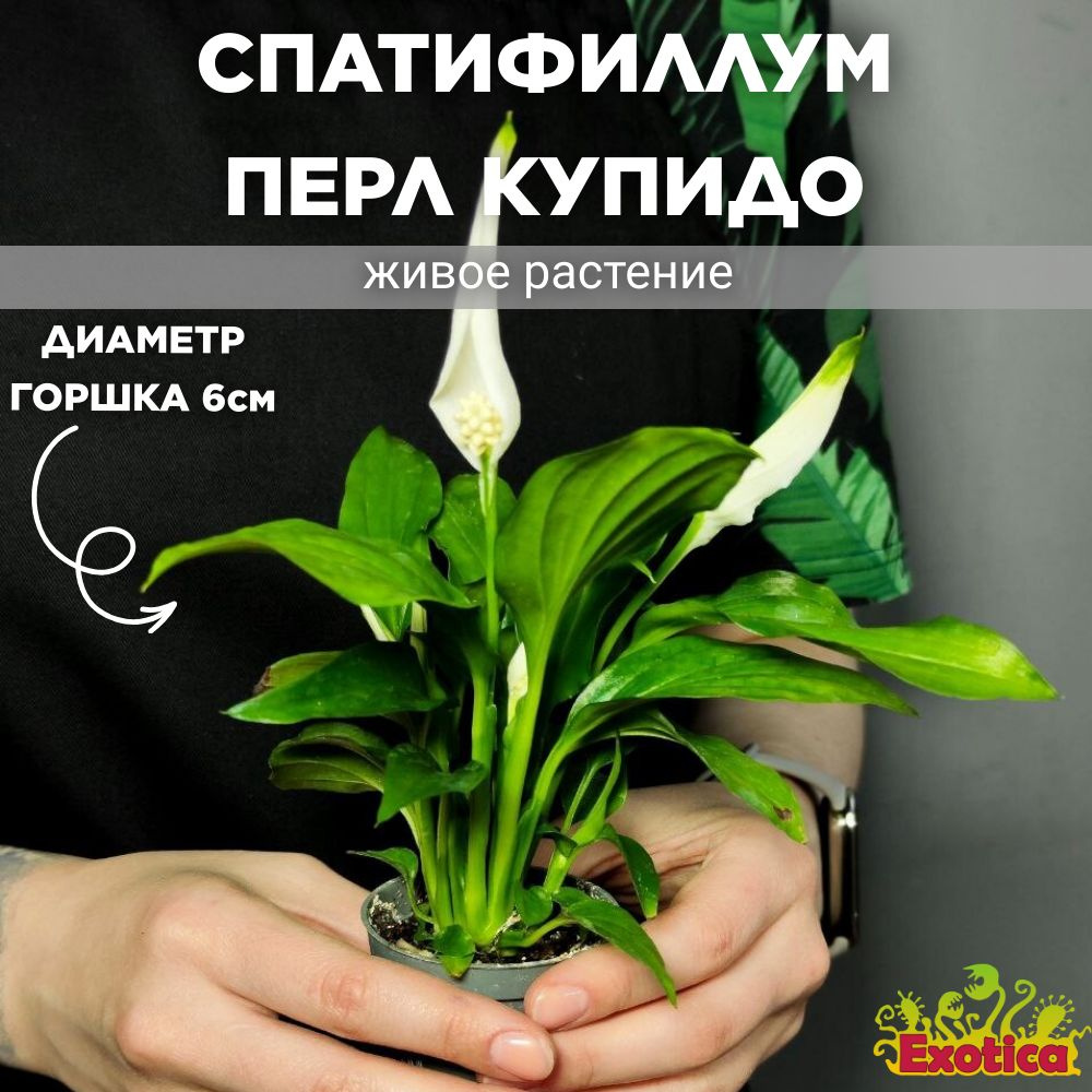 Спатифиллум Exotica Spathiphyllum Pearl Cupido, 6 дм, 01512 шт - купить по  выгодной цене в интернет-магазине OZON (1090774781)