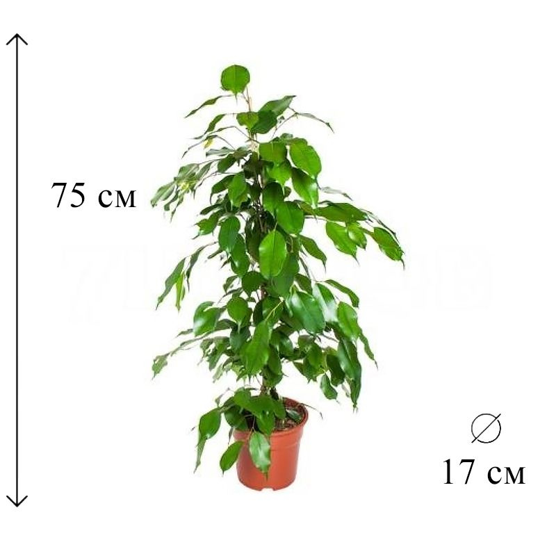 Фикус бенжамина Даниэль D-17 H-75 см #1