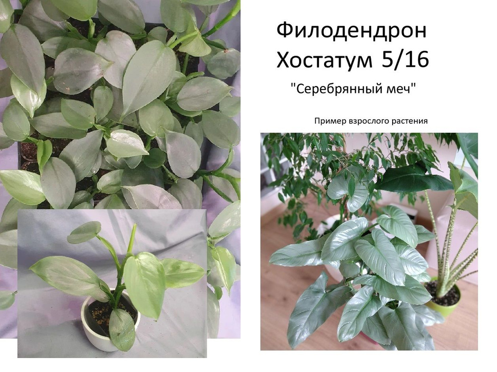 Филодендрон Хастатум (Philodendron Hastatum) #1