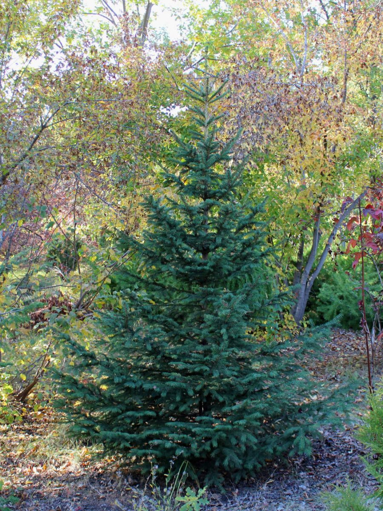 Семена Ель Отогнутая (Picea retroflexa), 15 штук #1