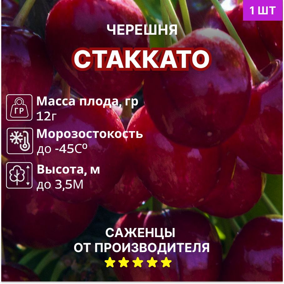 Черешня Стаккато #1