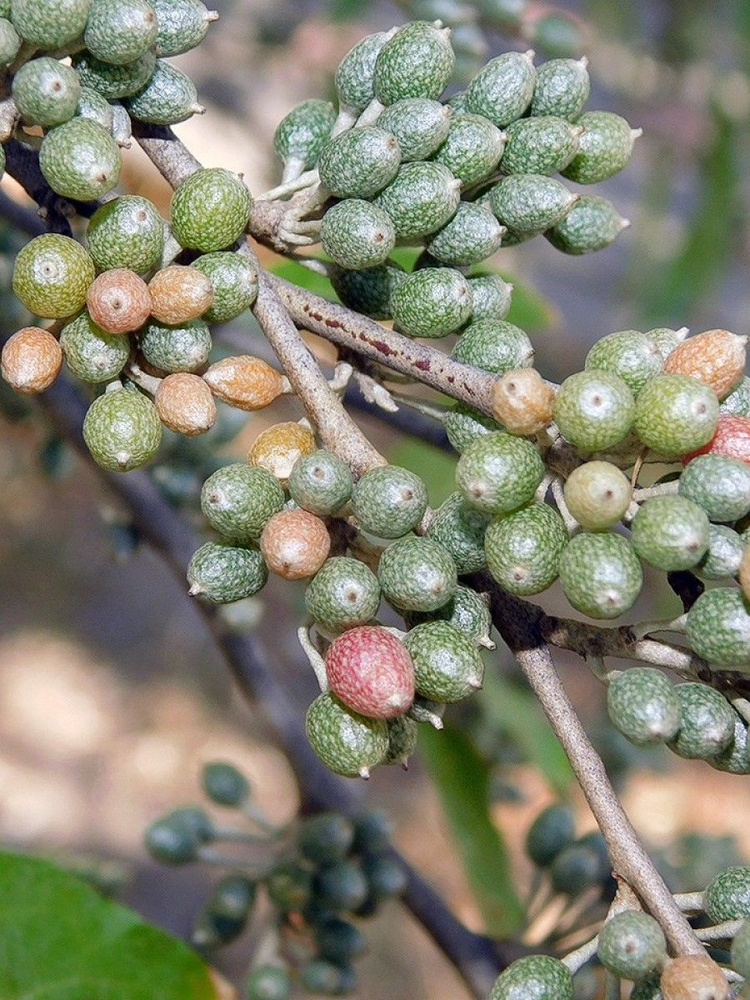 Семена Лох зонтичный Акигуми (Elaeagnus umbellata), 20 штук #1