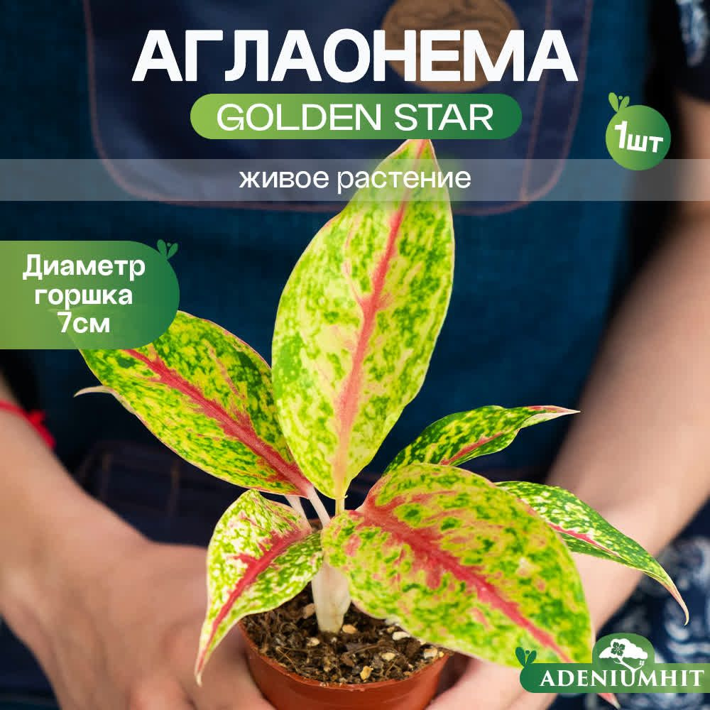 Аглаонема Golden Star / Живое растение Aglaonema в горшке D7см #1
