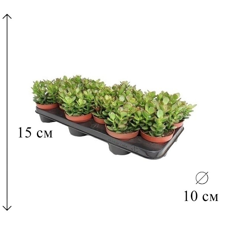 Крассула Овата Минор 10/15 см #1