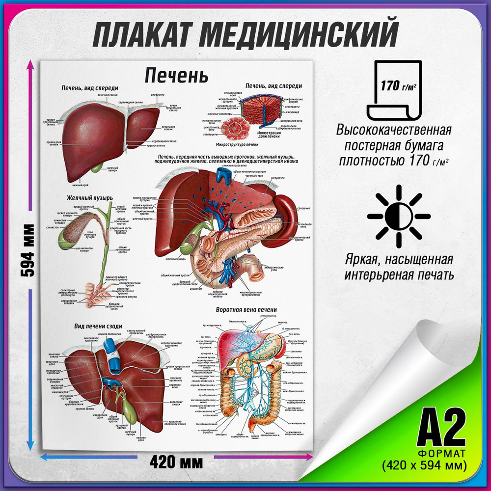 Информационный медицинский плакат "Печень" / А-2 (42x60 см.) #1