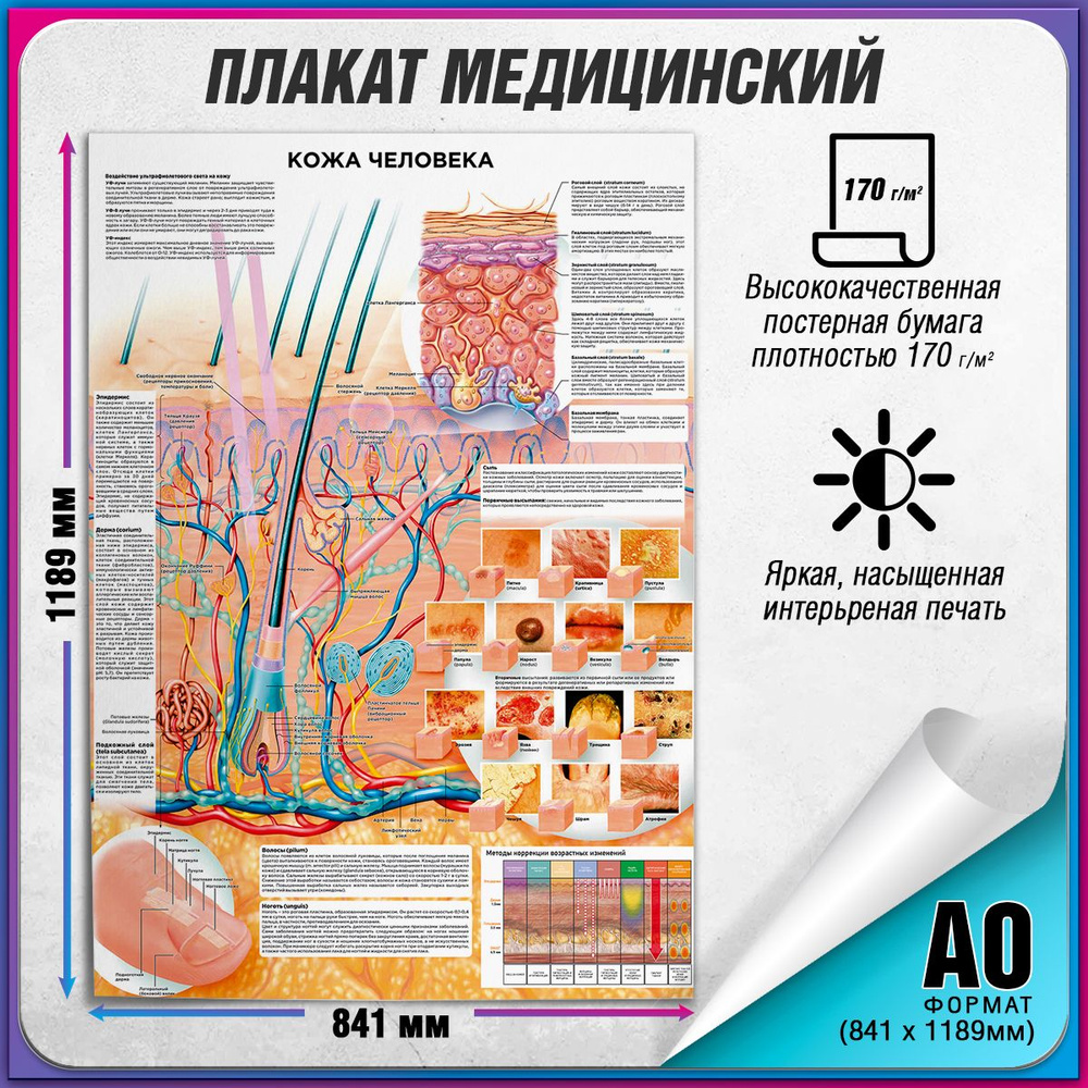 Информационный медицинский плакат "Кожа человека" / А-0 (84x119 см.)  #1