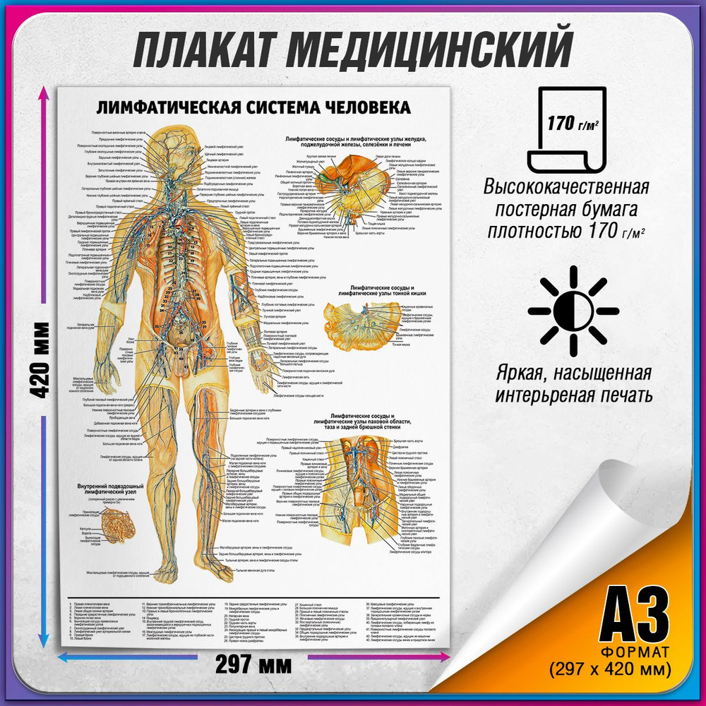 Информационный медицинский плакат "Лимфатическая система человека" / А-3 (30x42 см.)  #1