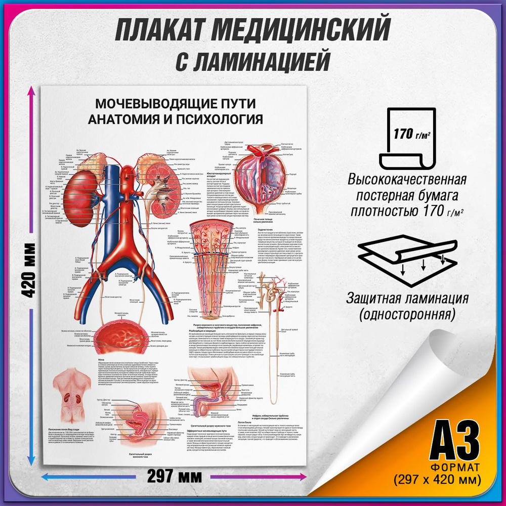 Информационный медицинский плакат "Мочевыводящие пути: анатомия и психология" / ламинированный / А-3 #1