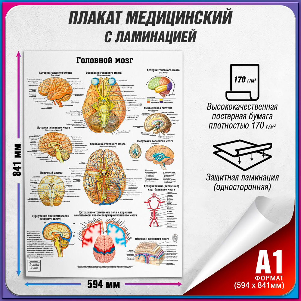 Информационный медицинский плакат "Головной мозг" / ламинированный / А-1 (60x84 см.)  #1