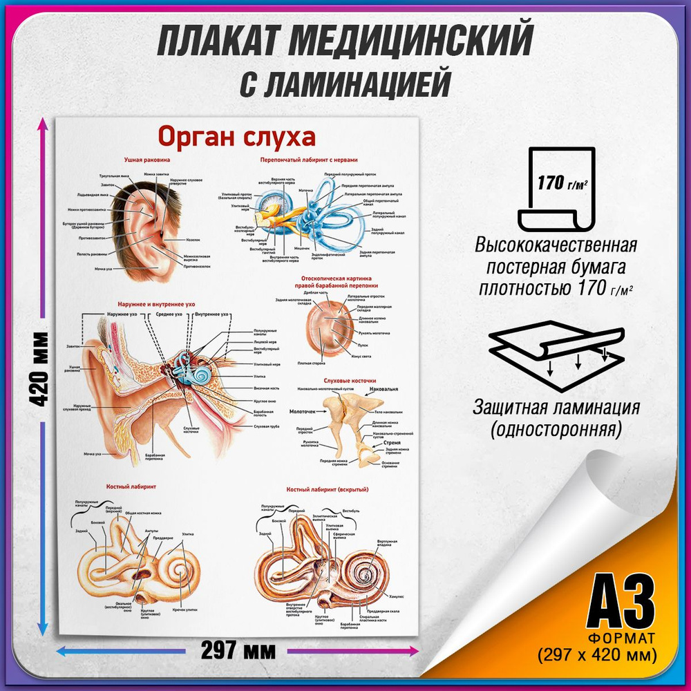 Информационный медицинский плакат "Орган слуха" / ламинированный / А-3 (30x42 см.)  #1