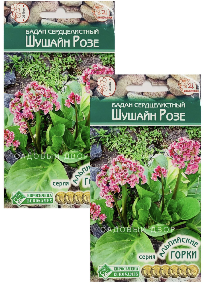 Бадан сердцелистный Шушайн Розе, 2 пакета семян по 5 шт, Евросемена  #1