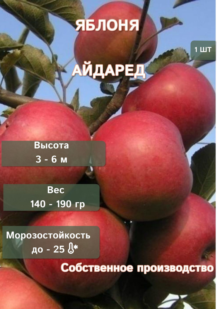 саженцы яблони Айдаред #1