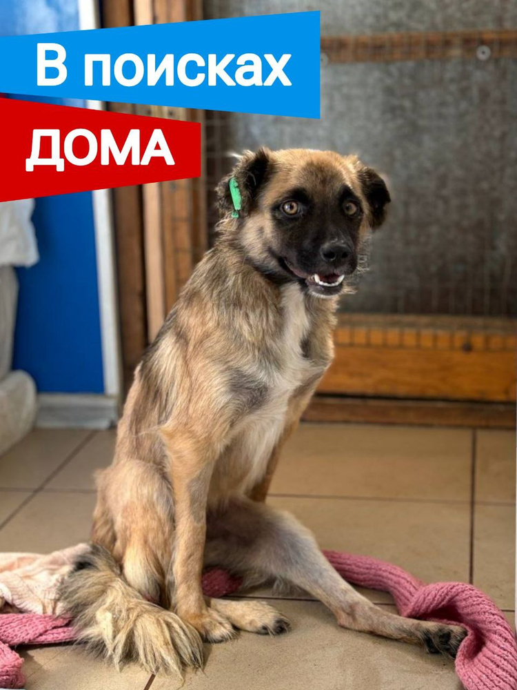 Помощь Чуче #1