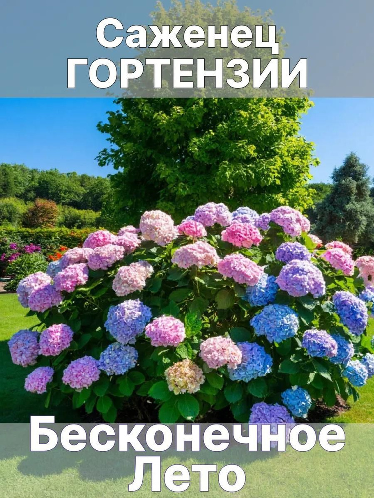 Саженец гортензии Бесконечное лето #1