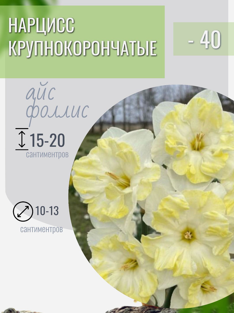 Нарцисс луковицы многолетние цветы 5 шт #1