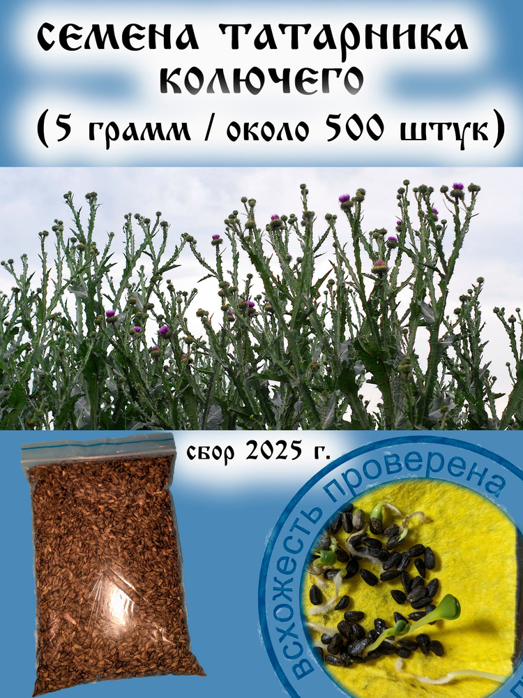 Семена татарника колючего (5 грамм около 500 штук) #1