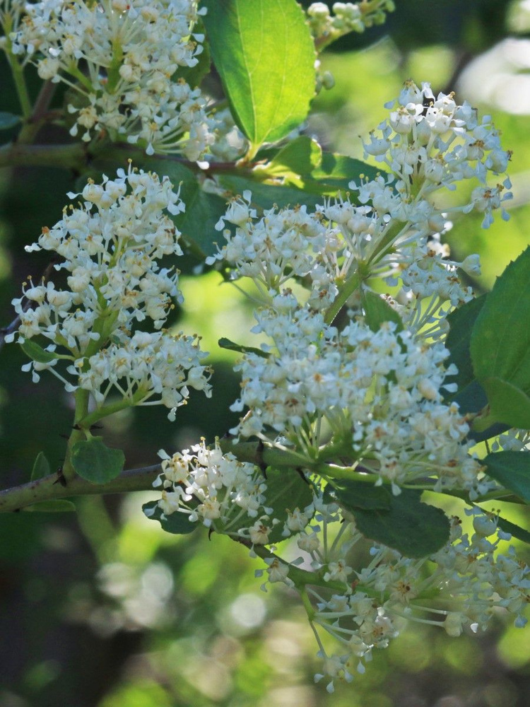 Семена Краснокоренник бархатистый (Ceanothus velutinus), 10 штук #1