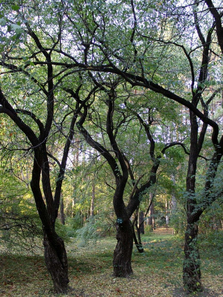 Семена Бересклет Бунге (Euonymus bungeanus), 10 штук #1
