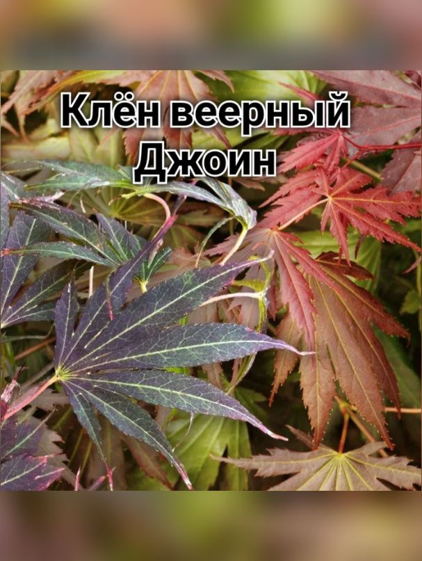 Клён веерный Джоин #1