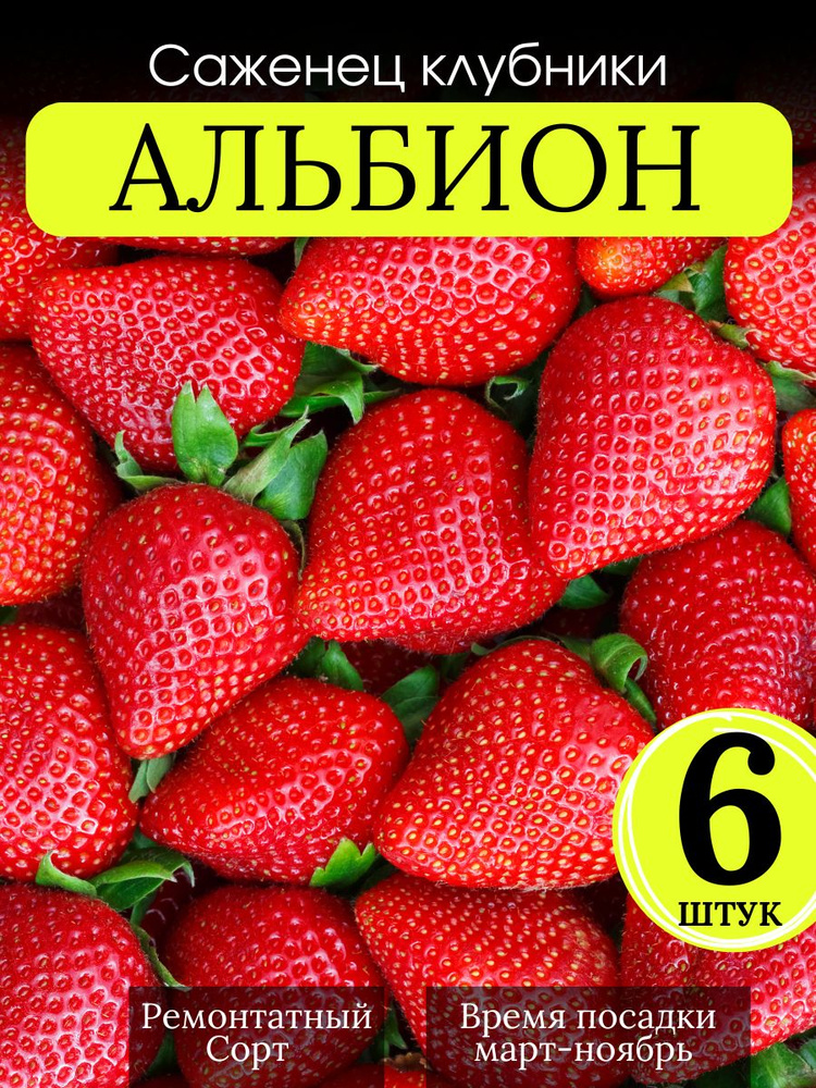 Клубника рассада Альбион 6 шт #1