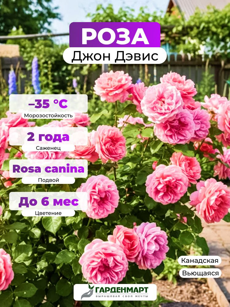 Саженец Роза Джон Дэвис #1