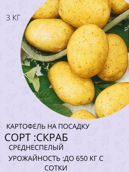 Лучшие сорта картофеля, и как его посадить