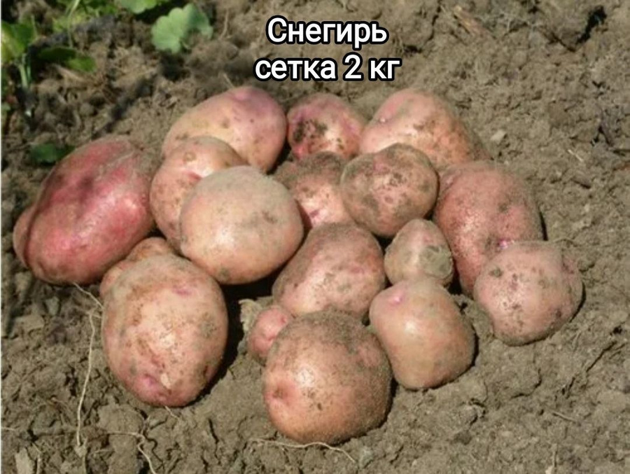 Купить семенной картофель / сорт СНЕГИРЬ / Доставка