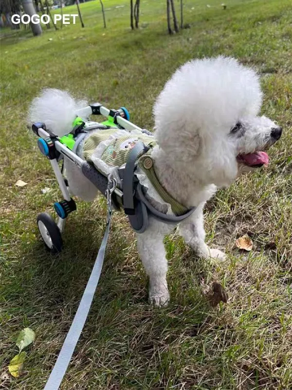 Dog photo