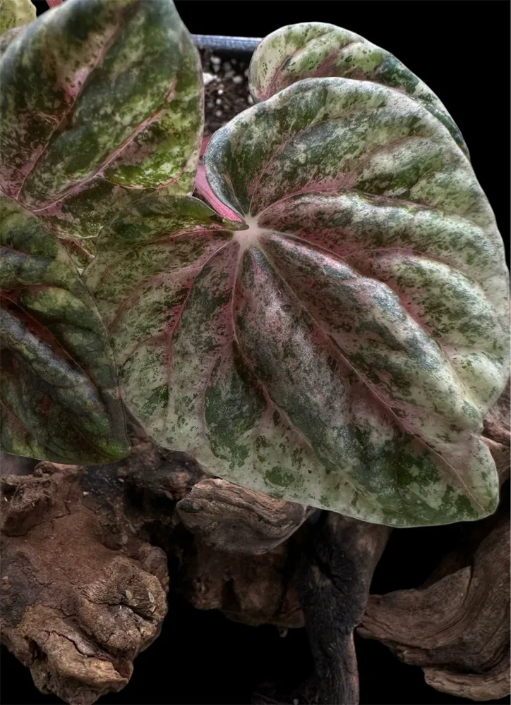 Peperomia Buenos Aires (Пеперомия Буэнос-Айрес), вариант, фото 2