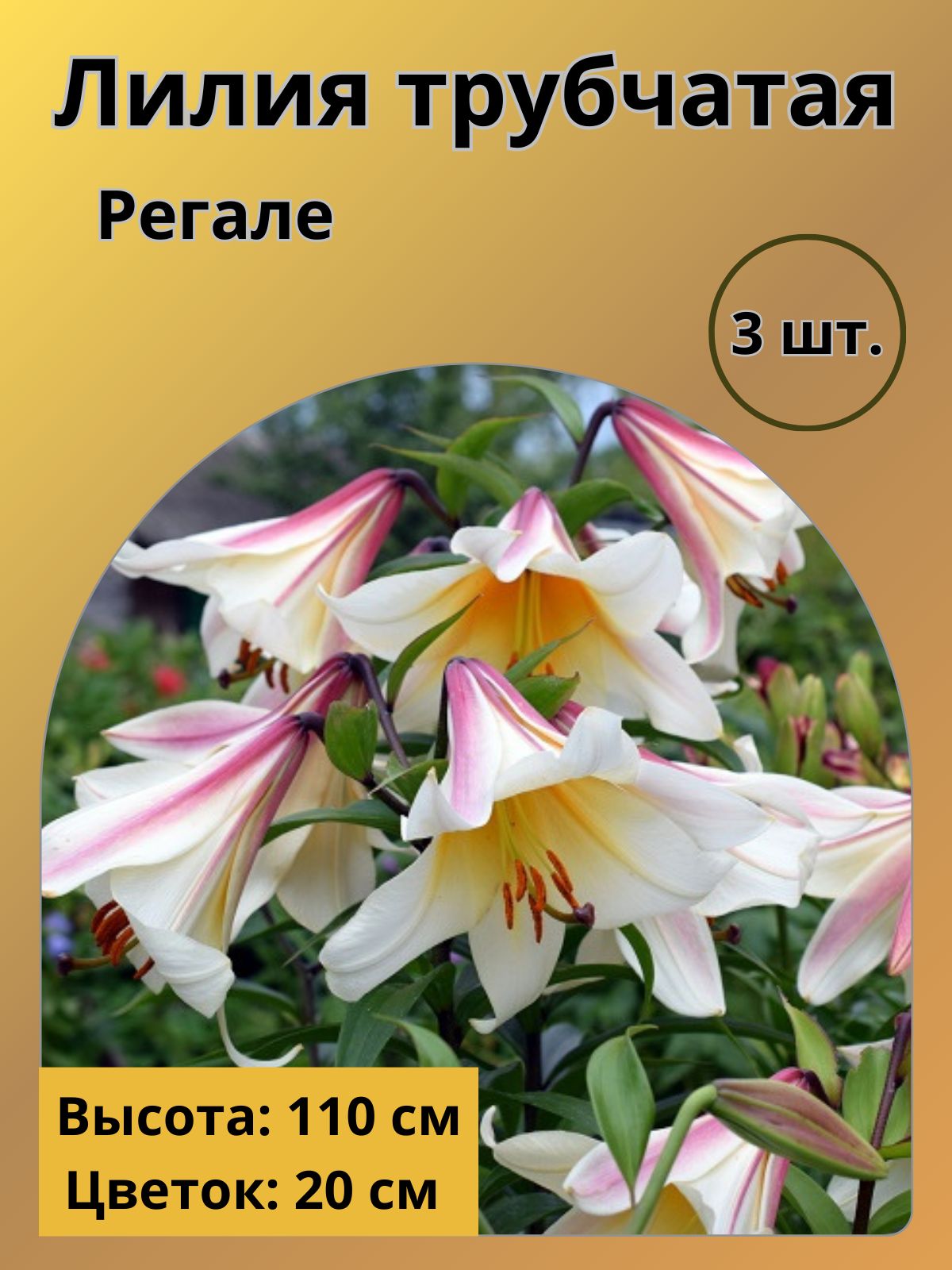 tukli bilan havaskor uy qurilishi porno