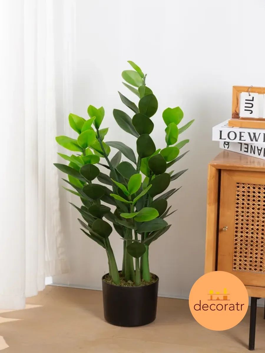 Замиакулькас 90cm DS2021-089 Китай