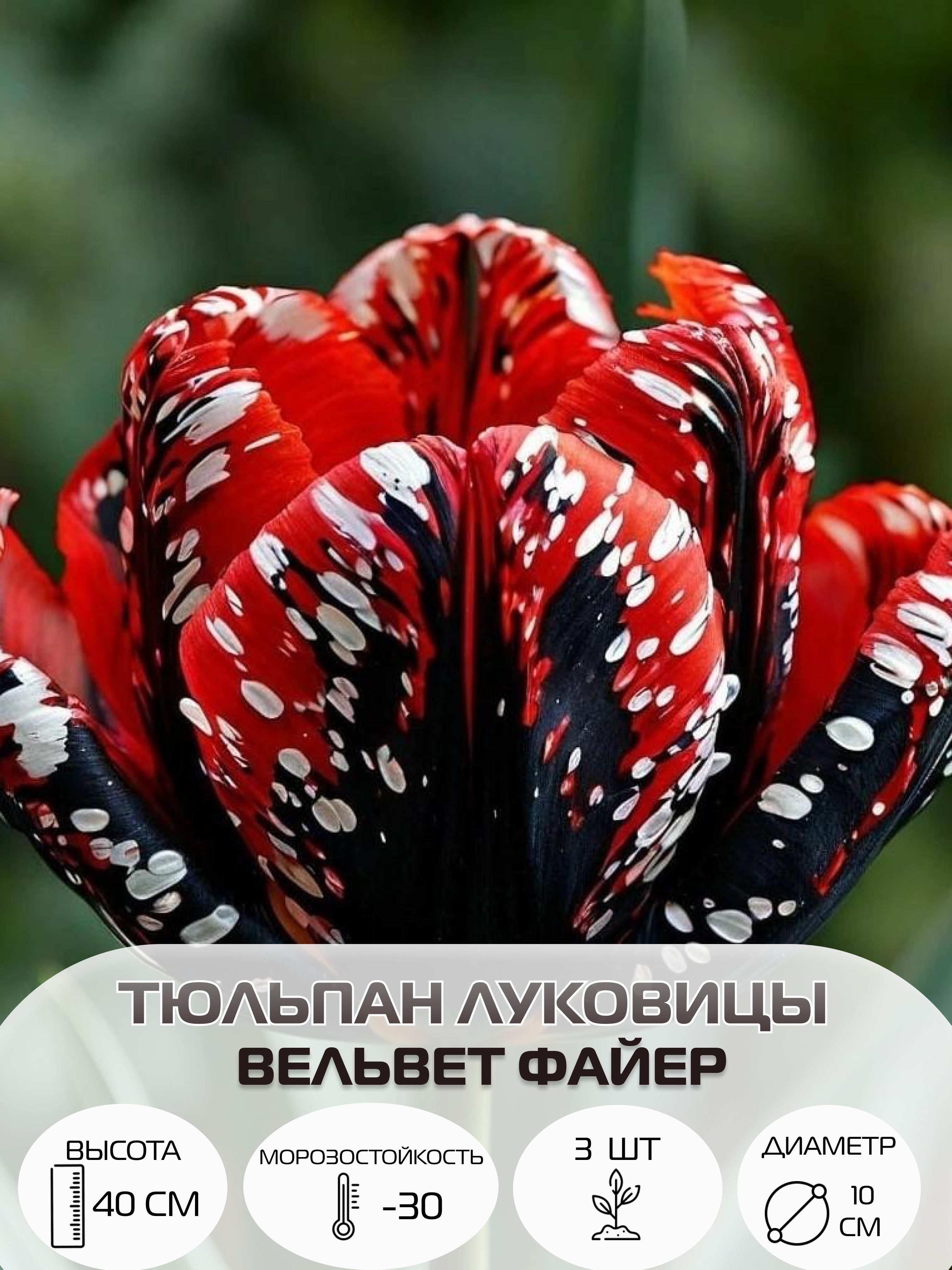 Тюльпанылуковицымноголетниекрупные,3шт