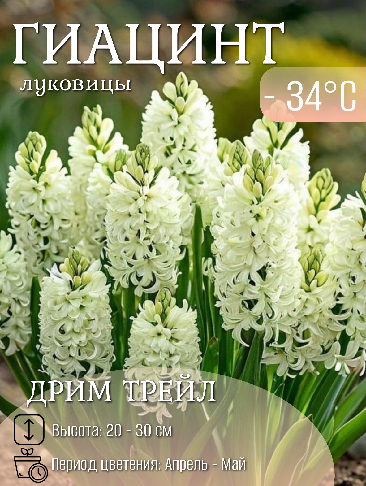 Гиацинтлуковицымноголетниецветы5шт