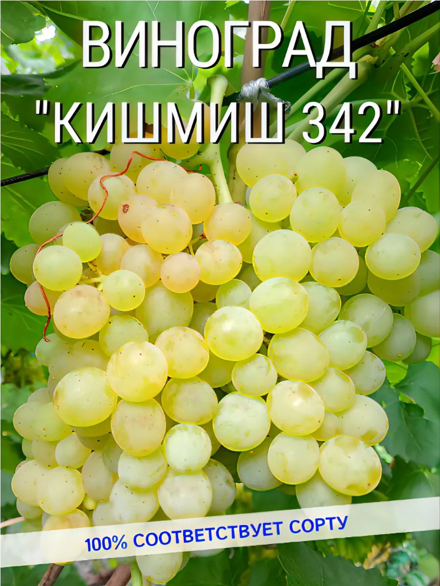 саженцывиноградаКишмиш342