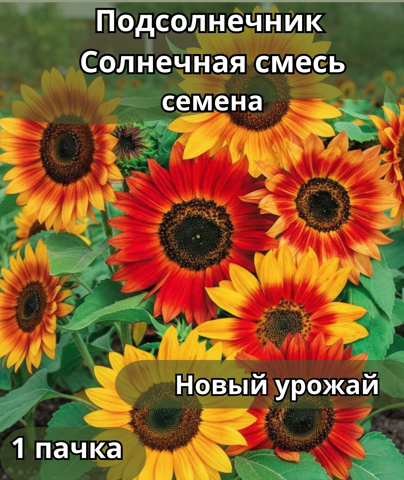 ПодсолнечникСолнечнаясмесь,семена10шт