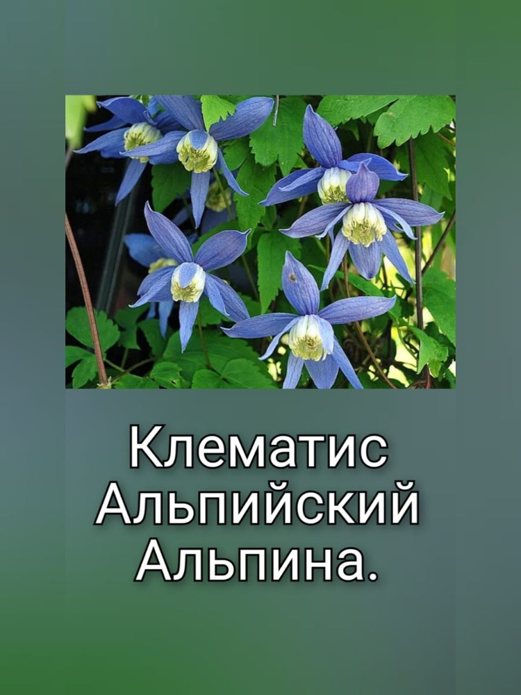 Клематис альпийский Альпина - купить с доставкой по выгодным ценам в ...