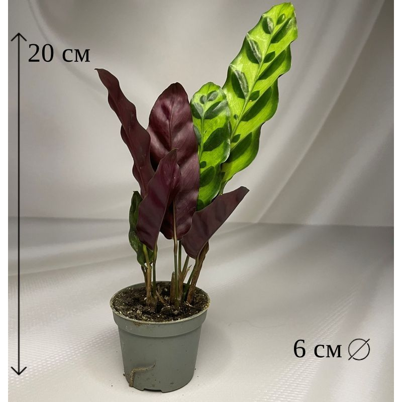 Калатея Лансифолия 6/20 см #1