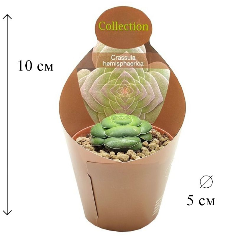 Крассула Хемисферика 5/10 см #1
