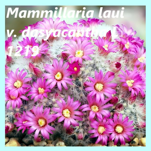 Семена кактуса Маммиллярия - Mammillaria laui v. dasyacantha L 1219 ( 10 шт.)  #1