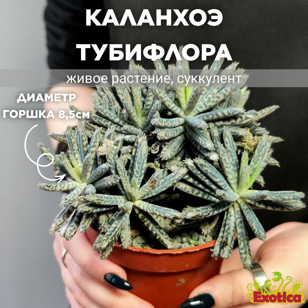 Каланхоэ Тубифлора, или Трубкоцветное (Kalanchoe Tubiflora) D8,5см  #1