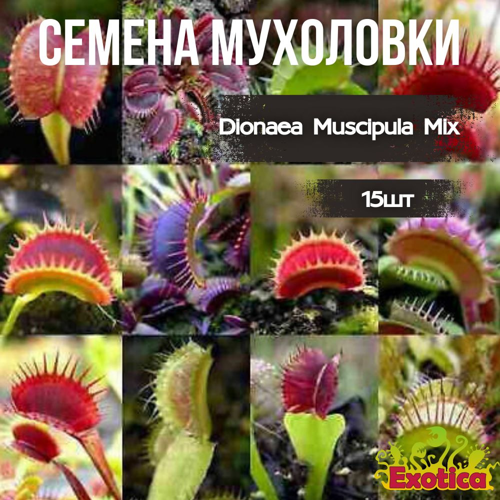 Семена Венериной Мухоловки Микс (Dionaea Muscipula Mix), 15 шт #1