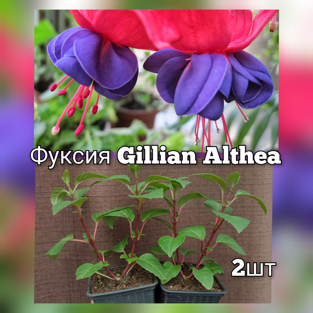 Фуксия Gillian Althea саженцы в горшке 2шт