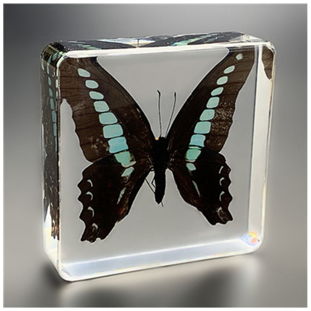 Образец бабочки из смолы, настоящая модель насекомого Подарок на день ...