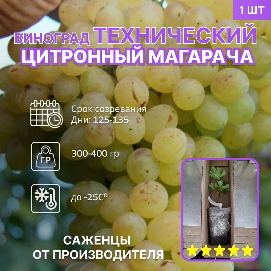 Виноград технический Цитронный Магарача #1