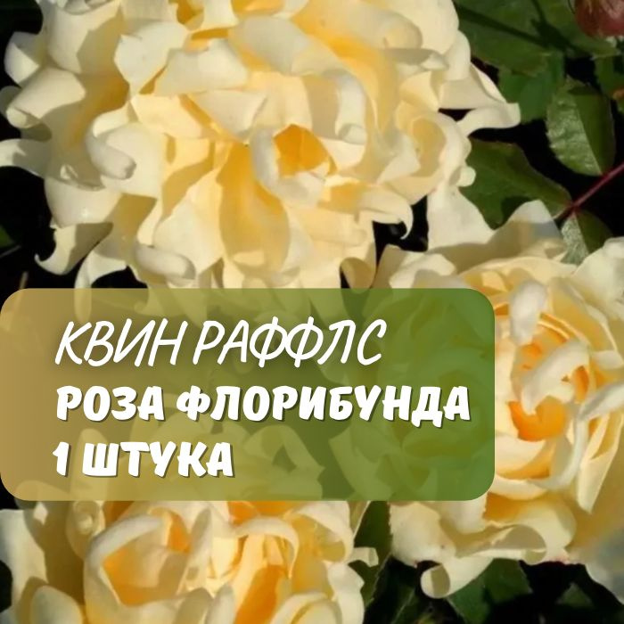 Роза флорибунда Квин Раффлс / саженец розы #1