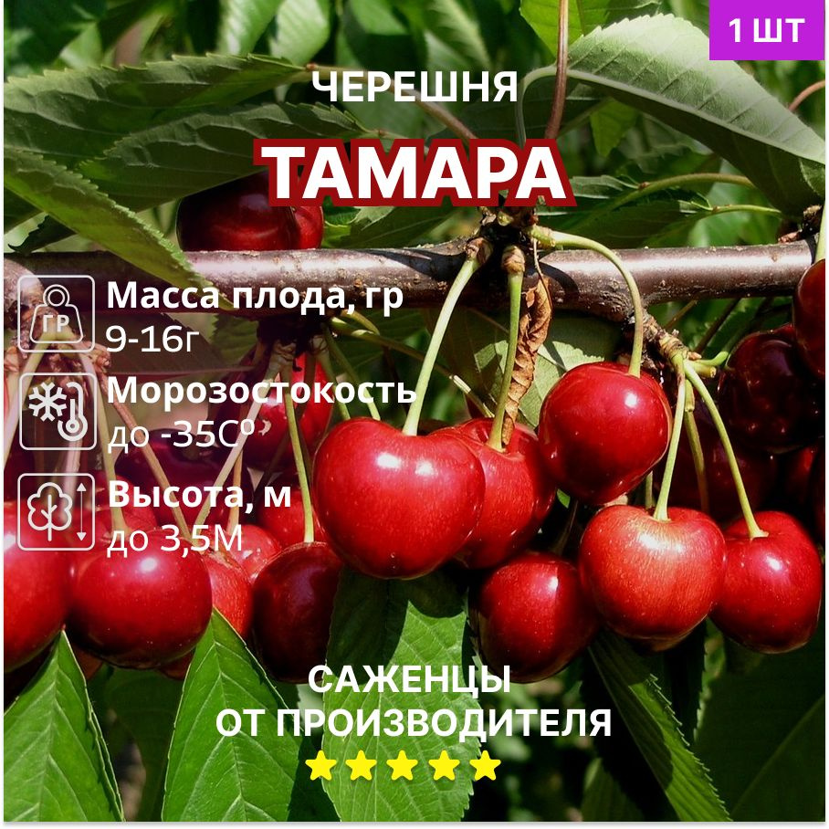 Черешня Тамара #1